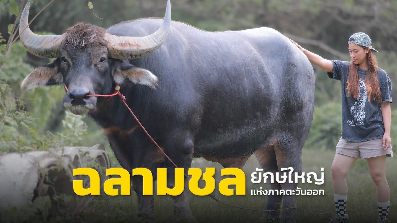 ฉลามชล ยักษ์ใหญ่ภาคตะวันออก ในวัย 8 ปี 4 เดือน มาพร้อมความสูง 175 ซม สังกัด ต.หอมชื่นฟาร์ม จ.ชลบุรี