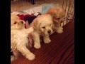 Cuteness overload puppy knocked over by mama