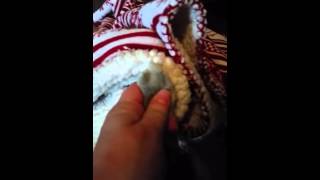 Naughty kitty gets stuck in blanket by Shauna Myers 56 views 8 years ago 1 minute, 16 seconds