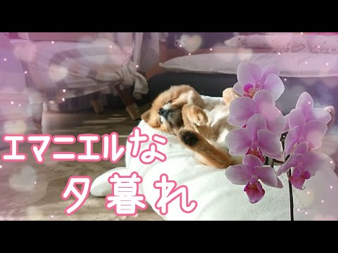 ポメラニアンのポチ：エマニエルな夕暮れ【ポロリ控えめ】