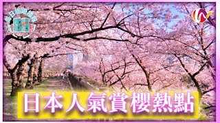 【2023日本櫻花季🌸】速報人氣賞櫻景點推薦💡 | 疫情後第一個櫻花季節 [每日旅遊播報]