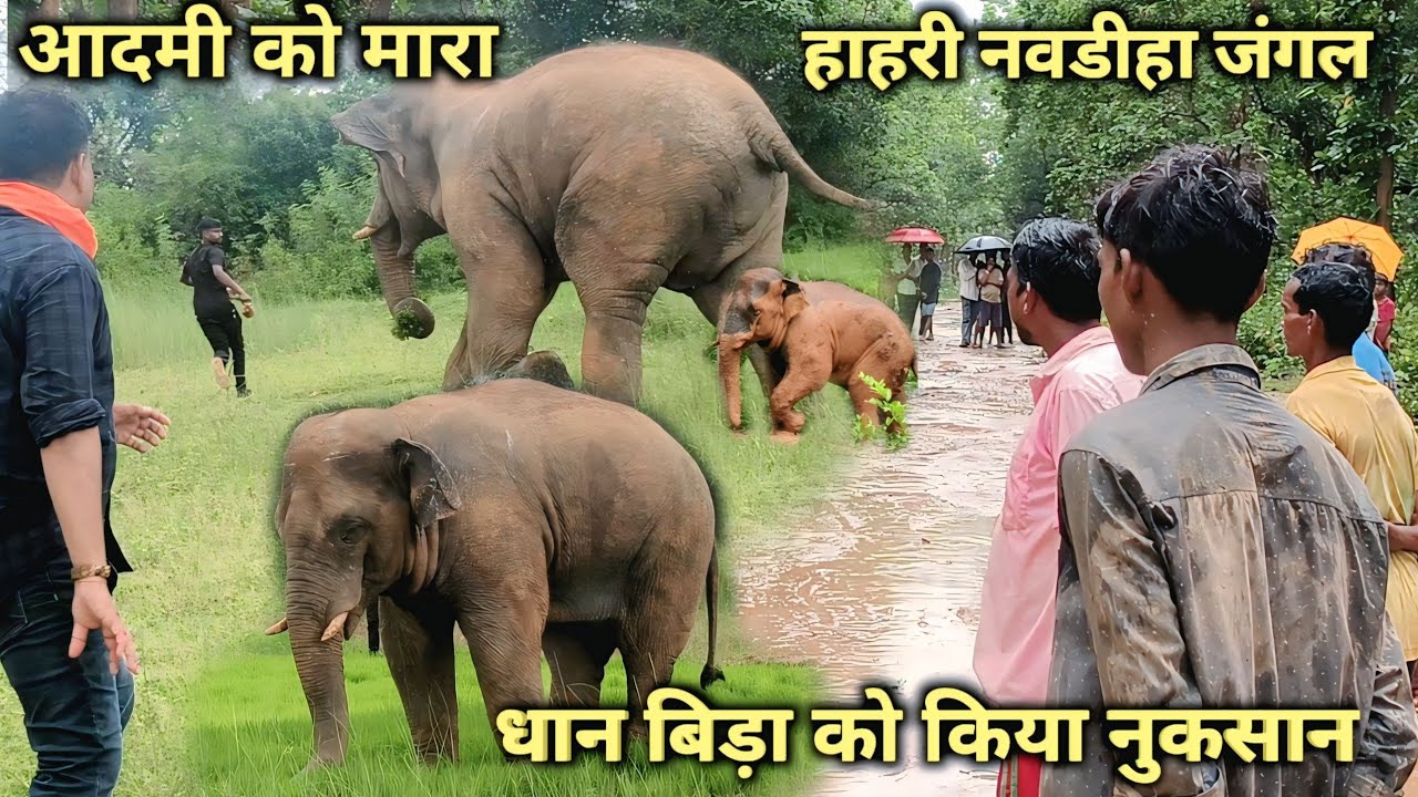 घाघरा कोटामाटी बागान से //टंगरा टोली पतरा आ गया # जंगली हांथी आज //किसान का धान बिड़ा पुरा बर्बाद।।