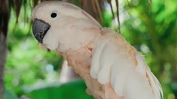 Streaming Encoder - Testing & IP MultiViewer - Developed by Multivirt!!