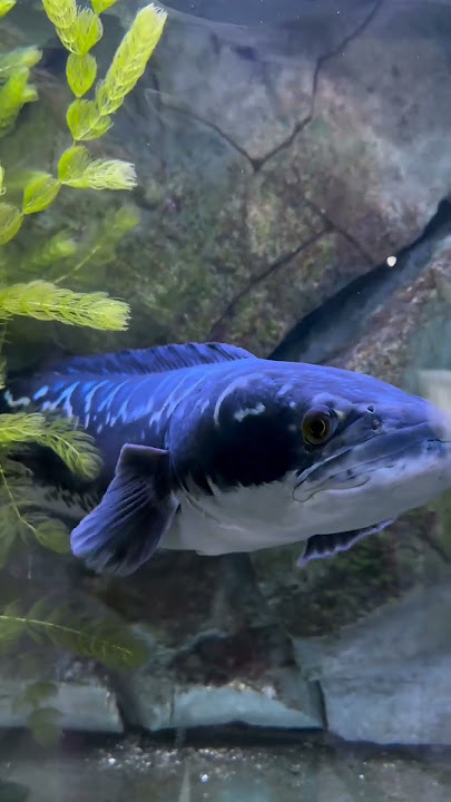 Ikan Cana besar   bagus banget 😍😍 #laguthailand #fish #aquarium #ikancana #idnbermain8614