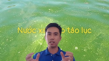 CẮT TẢO XANH TẢO LAM TẢO KHUÊ DÀY HIỆU QUẢ TRONG AO TÔM | Nguyễn Ngọc Kính Youtube