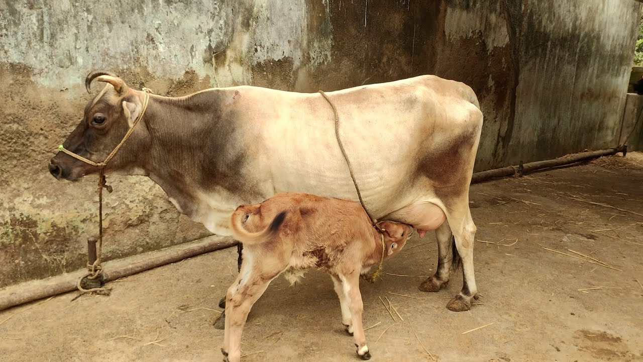 Best C.B cow in my farm || satisfying yield  above 14 liter milking #local farm# India# MAYURBHANJ