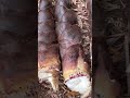 筍刈り、下処理から新鮮筍を食す