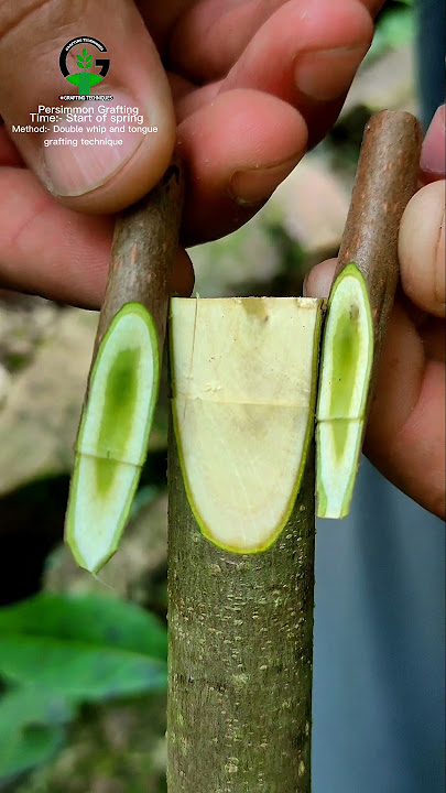 Best grafting technique 100% successful #persimmon