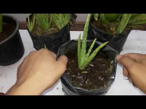 فيديو: كيف نزرع الصبار؟ كيف نزرع البراعم بدون جذور في إناء بلاستيكي؟ كيف تزرع صبار الصبار في المنزل بشكل صحيح؟