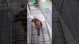 Kucing Kawin