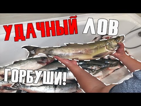 УДАЧНЫЙ УЛОВ ГОРБУШИ! | ПО ЛИЦЕНЗИИ