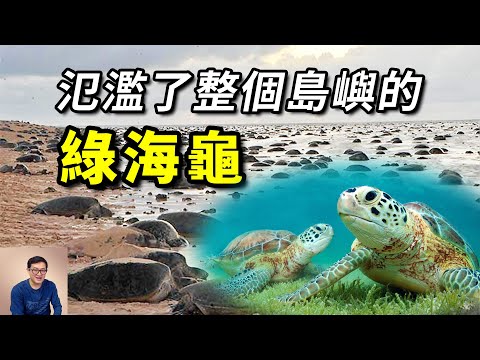 性別竟由溫度決定，只回當年出生的沙灘產卵，渾身都是秘密的海龜！【老肉雜談】