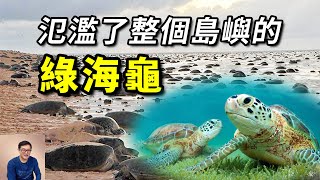 只回當年出生的沙灘產卵，性別竟由溫度決定，渾身都是秘密的海龜！【老肉雜談】#動物 #海洋生物 #野生動物 #海龜 #turtle