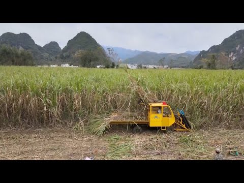 Sugar production in south china's guangxi stable despite drought