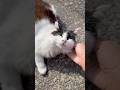#けいきち #妹#猫のいる暮らし #猫 #cat #ねこ #shorts