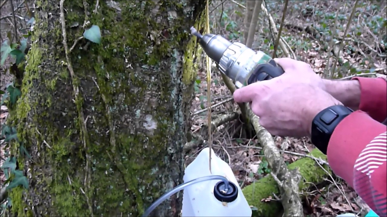 Récolte de la Sève de Bouleau du Mené 2017 YouTube Récolte de la Sève de Bouleau du Mené 2017 YouTube