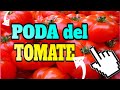 PODA DEL TOMATE PERFECTA Y FACIL #HUERTO #TOMATE #PODA