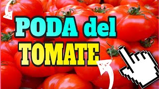 PODA DEL TOMATE PERFECTA Y FACIL #HUERTO #TOMATE #PODA