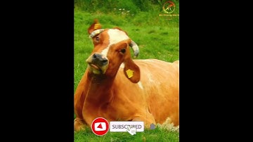 Nghi Thức Thắp Nến Phần 1 || Top những nghi thức kinh điển trong tiệc cưới || Mc Hoàng Bách