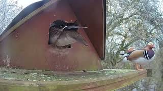 March 16  Wood duck make &amp; female on platform&amp;Go