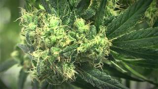 Phat Panda - Golden Pineapple