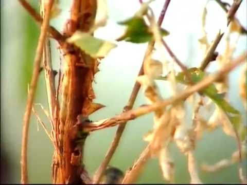 სეტყვა კახეთში -- დახმარება ფერმერებს