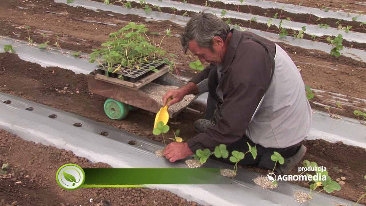 Upotreba zeolita povećava prinose u voćarstvu
