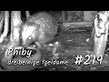 Phiby Dreibeinige Igeldame #219