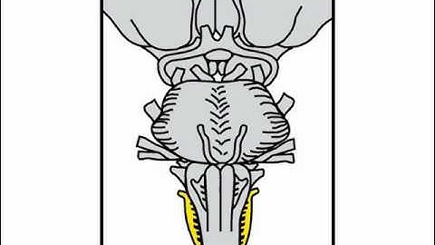 Neurologic Exam Cranial Nerves Anatomy :  Cranial Nerve 11