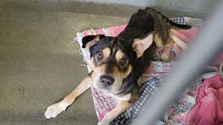 acs A672145