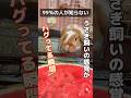 【99%の人が知らない】うさぎ飼いの感覚が実はバグってる瞬間 #うさぎ #bunny #ロップイヤー #うさぎのいる暮らし #shorts