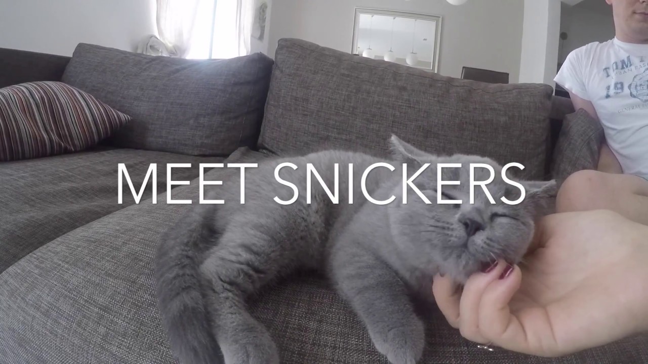 Cute british shorthair blue kitten | First days at new home
