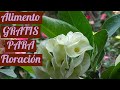 Aplica esto cada 8 días para QUE FLOREZCAN las coronas de cristo  #jardinfeliz #coronasdecristo