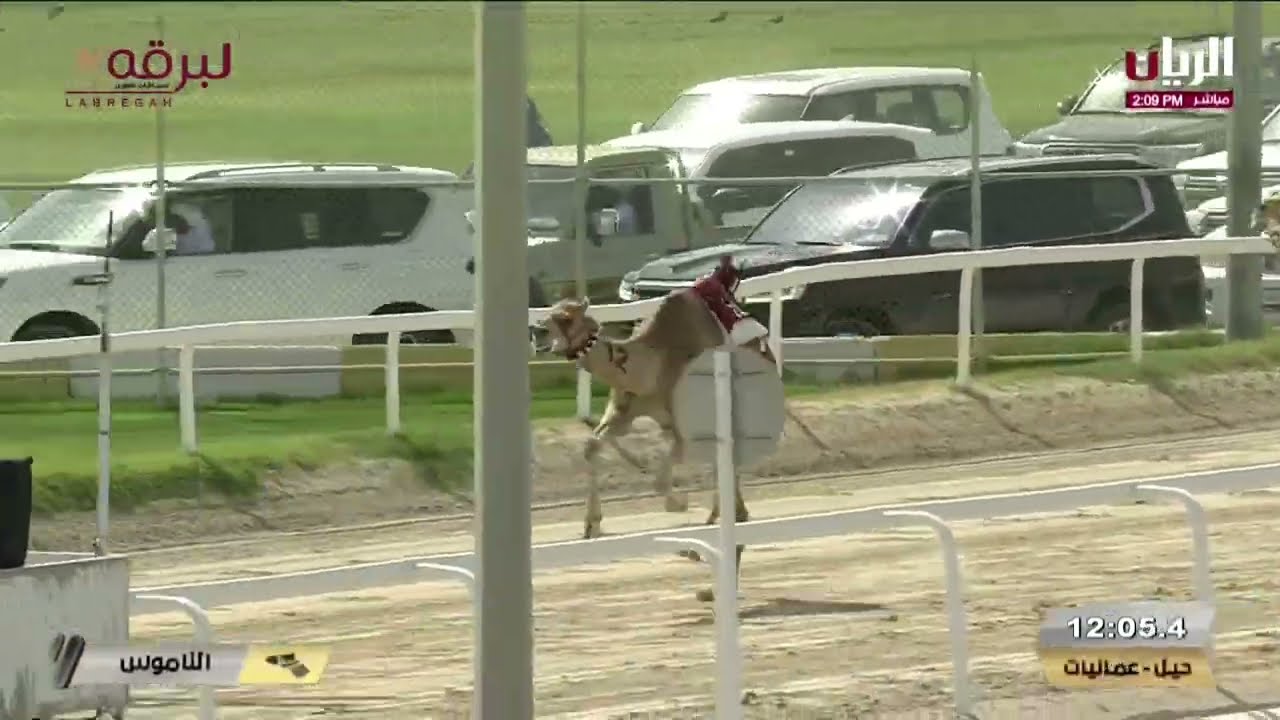 ملخص أشواط الرموز العامة مهرجان صاحب السمو الشيخ تميم بن حمد آل ثاني، أمير البلاد المفدى 2025