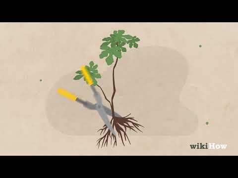 How to Start A Bonsai Tree