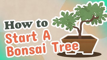 How to Start A Bonsai Tree