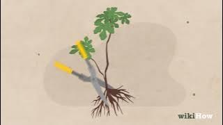 How to Start A Bonsai Tree