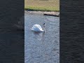 Łabędź niemy #birds #nature #swan #animals #bridslovers