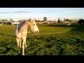 Very patient arabian horse