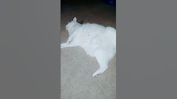 They clearly have an addiction to Catnip 🤣🤣🤣🤣