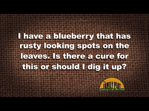 Video: Kontrola pjegavosti lišća na borovnici - Liječenje borovnice pjegavosti
