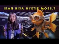 Selain Jago Berenang, Ternyata Ikan Mas Juga Bisa Nyetir loh