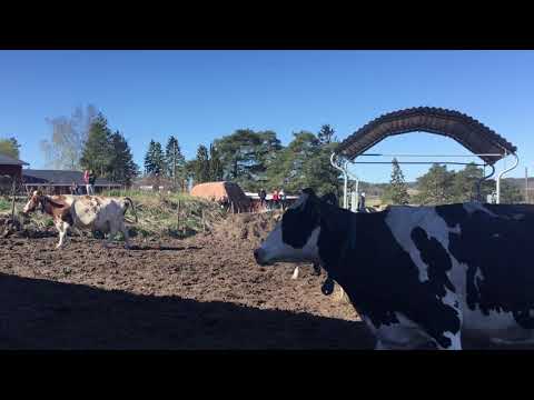Video: Ryazanin Alueella Tuntematon Eläin Puree Lehmien Utareet - Vaihtoehtoinen Näkymä