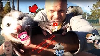 Opossums Are Awesome [Part 2]