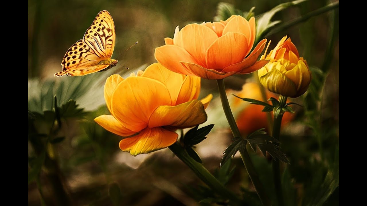Ginger Flowers II Come Shop With Me II What A Treat flowers gardens 