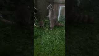 Friendly raccoon family coming out for a snack, Rowgan helps give them bread. #cute #animals #baby