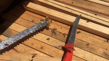 Detaching comb stuck to your hive | Kenyan Top Bar Beehive Management