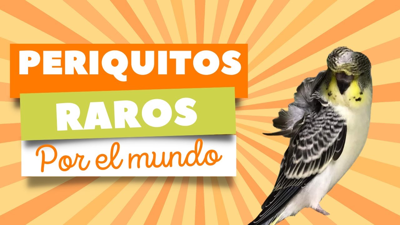 Periquitos RAROS por el mundo EPISODIO 20 - YouTube