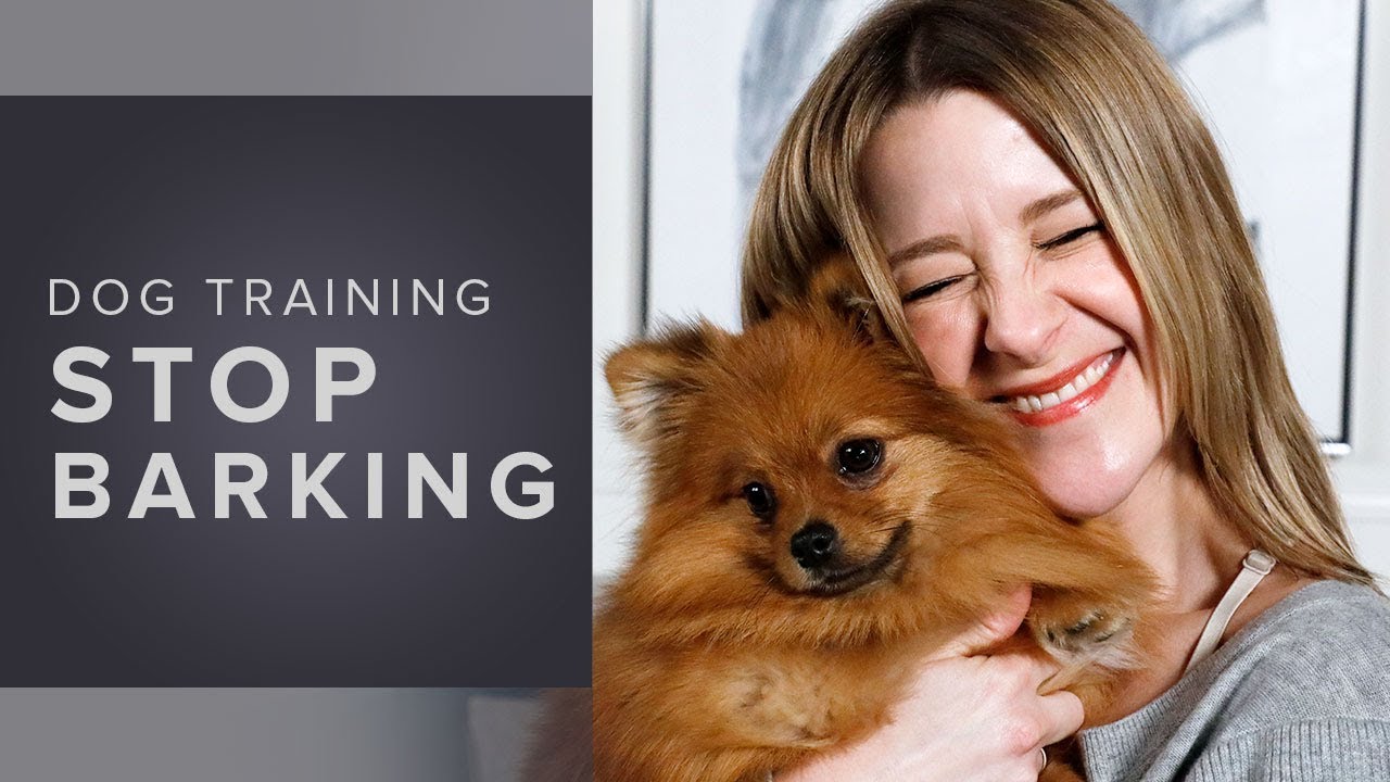 How to Train Your Dog to Stop Barking Dog Training YouTube