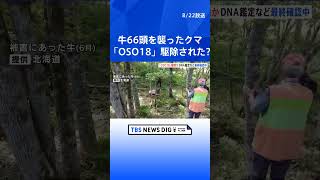 牛66頭を襲った「OSO18」 先月末に駆除か　最終確認進む｜TBS NEWS DIG #shorts